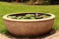 Lotus folwer in a basin Royalty Free Stock Photo