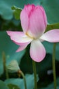 Lotus in full bloom in summer