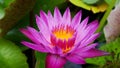 lotus in garden. Royalty Free Stock Photo