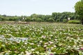 Lotus garden on the bright blue color of lotus makes the atmosphere very good..