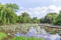 Lotus garden landscape with walkway