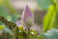 Lotus in garden Royalty Free Stock Photo