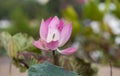 Lotus in garden Royalty Free Stock Photo