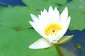 Lotus in garden