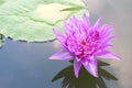 Lotus in garden