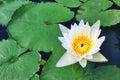 Lotus in garden