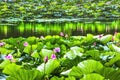 Lotus Garden Reflection Summer Palace Beijing, China Royalty Free Stock Photo