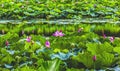 Lotus Garden Reflection Summer Palace Beijing, China Royalty Free Stock Photo