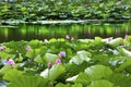 Lotus Garden Reflection Summer Palace Beijing China Royalty Free Stock Photo