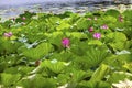 Lotus Garden Reflection Summer Palace Beijing, China Royalty Free Stock Photo