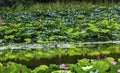 Lotus Garden Reflection Summer Palace Beijing, China Royalty Free Stock Photo