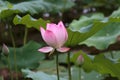 Lotus garden in spring