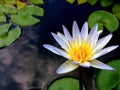 Lotus Royalty Free Stock Photo