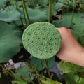 Lotus green and fresh seeds pod & x28;Alien& x27;s eye& x29; in a pond