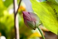 Lotus and green leaf to background 536