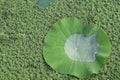Lotus green leaf with water droplets on water surface in the pond.