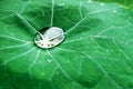 Lotus green Leaf with Water Drops Effect