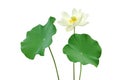 Lotus Green Leaves with Blooming White Flower  Isolated on White Background Royalty Free Stock Photo