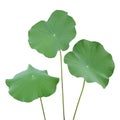 Lotus Green Leaves Isolated on White Background Royalty Free Stock Photo