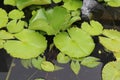 Lotus green leaves with water drops on water surface in the pond. Royalty Free Stock Photo