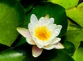 A lotus growing