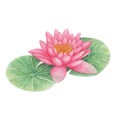Lotus Hand drawn sketch and watercolor illustrations. Watercolor painting Lotus. Lotus Illustration isolated on white background.