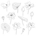 Lotus hand drawn vector set, Collection of lotus flowers Royalty Free Stock Photo