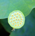 Lotus heart flower, Nelumbo nucifera, Royalty Free Stock Photo