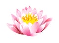 Lotus icon