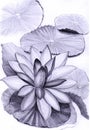 Lotus illustration, a pencil sketch