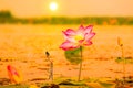 Lotus in the swamps that sunrise at Bueng Lahan, Chaiyaphum province of Thailand Royalty Free Stock Photo