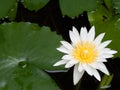 The lotus, with its delicate petals and graceful presence, symbolizes purity and enlightenment, as it rises elegantly above the Royalty Free Stock Photo