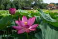 Lotus of Komarov in the artificially created lake of the Khabarovsk Territory