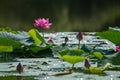 Lotus Komarova on the wild Far Eastern lake