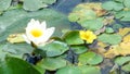 Lotus in the lake Royalty Free Stock Photo