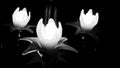 Lotus lamp Create art for your home or office That come in black and white styles