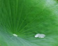 Lotus leaf Royalty Free Stock Photo