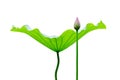 Lotus leaf and bud Royalty Free Stock Photo