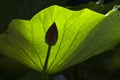 Lotus leaf and bud Royalty Free Stock Photo