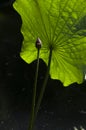 Lotus leaf and bud Royalty Free Stock Photo