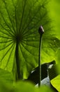 Lotus leaf and bud Royalty Free Stock Photo