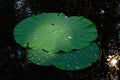 Lotus leaf Royalty Free Stock Photo