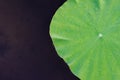 Lotus leaf floating on dark water for background Royalty Free Stock Photo