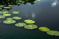 Lotus leaf floating on the lake Royalty Free Stock Photo