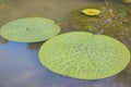 Lotus leaf floating Royalty Free Stock Photo