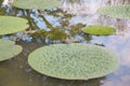 Lotus leaf floating in the pool. Royalty Free Stock Photo