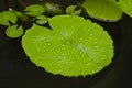 Lotus leaf floating on the water. Royalty Free Stock Photo