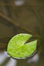 Lotus leaf floating in the water. Royalty Free Stock Photo