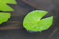 Lotus leaf floating in the water. Royalty Free Stock Photo