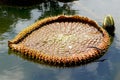 Lotus leaf floating on the water in the pond in the park Royalty Free Stock Photo